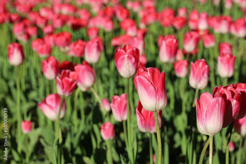 Red and pink tulip flowers  colorful spring background. Field of blooming tulips
