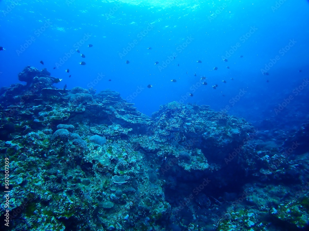 Naklejka premium Underwater in Kume island, Okinawa