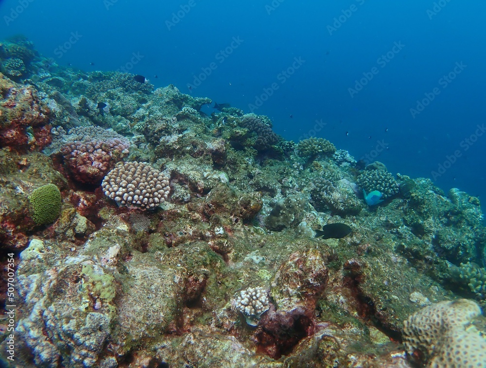 Naklejka premium Underwater in Kume island, Okinawa