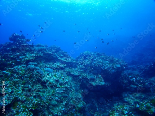 Underwater in Kume island, Okinawa