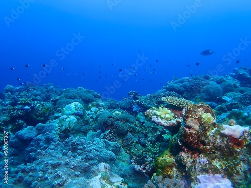 Underwater in Kume island  Okinawa