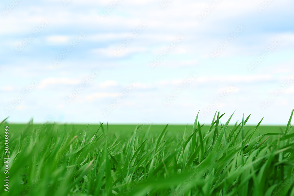 Fototapeta premium Agricultural field with young wheat seedlings on cloudy day, closeup