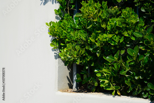 Fototapeta Naklejka Na Ścianę i Meble -  Beautiful bush with green leaves growing outdoors. Space for text