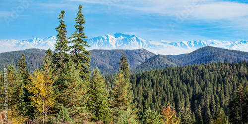 Fototapeta Naklejka Na Ścianę i Meble -  Beautiful pine trees with İlgaz Mountains in the background - Cankiri, Turkey