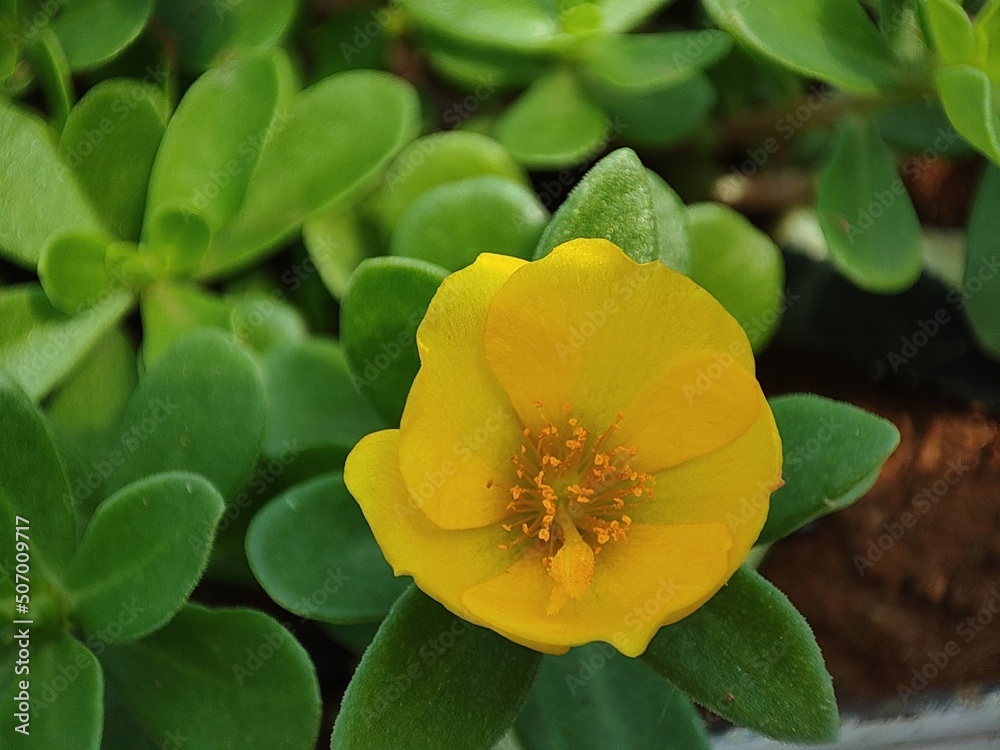 Portulaca Purslane plant yellow rose Portulaca Purslane plant yellow rose