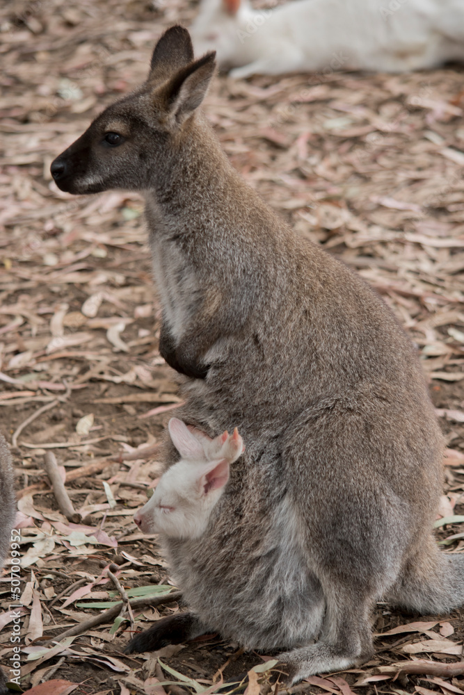 the red necked wallaby or bennets wallaby has a white joey in her pouch the red necked wallaby or bennets wallaby has a white joey in her pouch