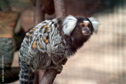 the marmoset is climbing up a tree branch photo