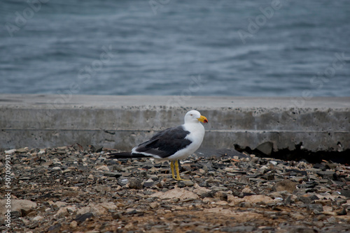 the pacific gull has a white body and head and grey wings photo