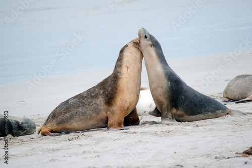 the sea lion pups are grey on the top and white on its bottom