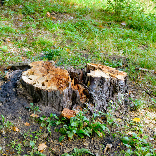 Stumps from cut down trees