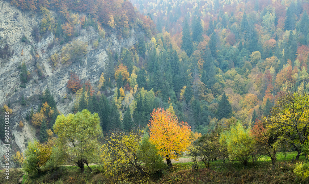Colorful autumn trees in the mountains. Landscape with a variety of warm colors.