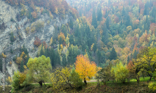 Colorful autumn trees in the mountains. Landscape with a variety of warm colors.