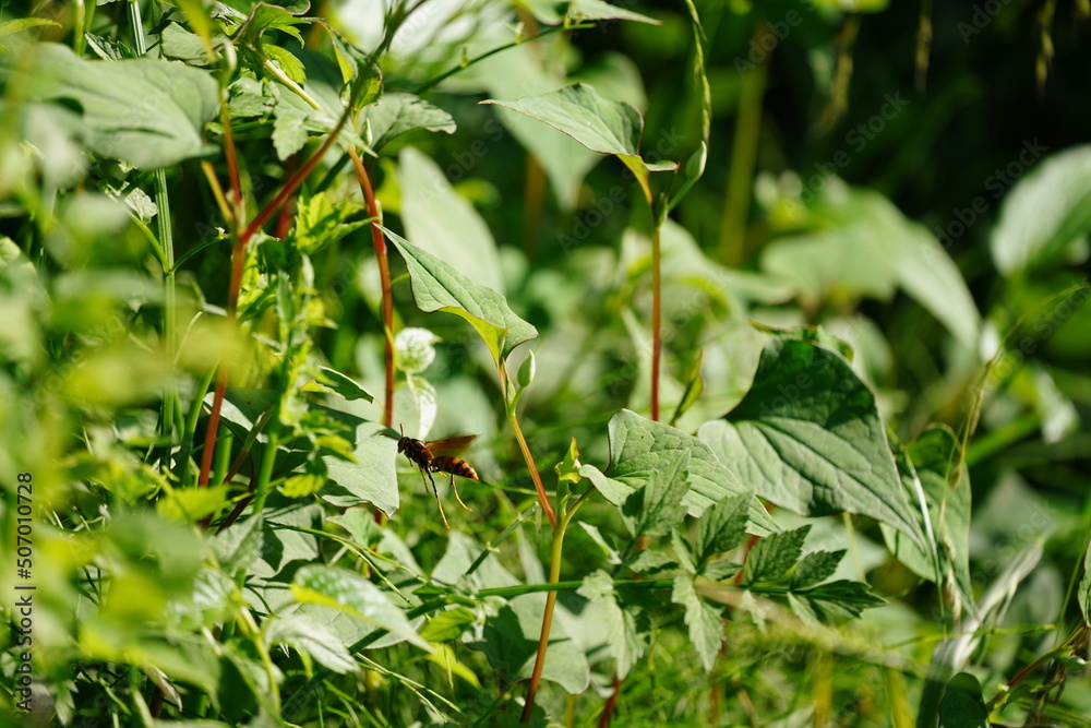 Obraz premium アシナガバチ