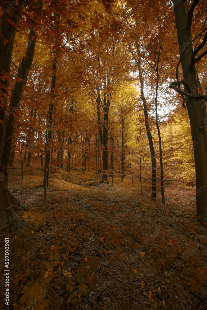 Obraz premium Deep mystical dark forest background with many trees