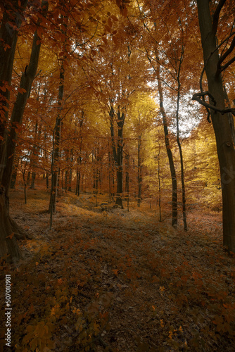 Deep mystical dark forest background with many trees