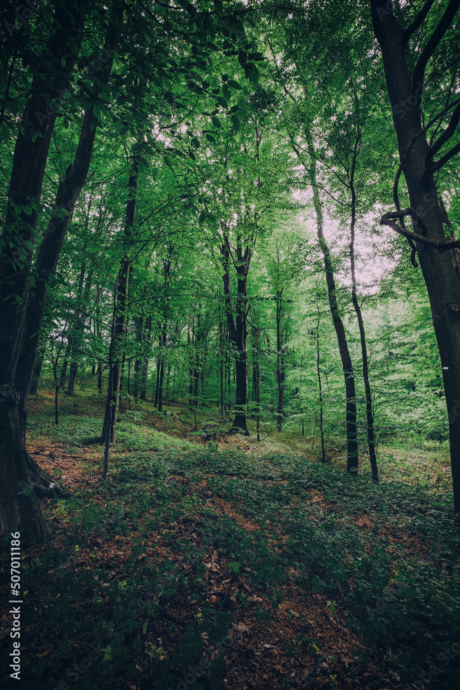 Naklejka premium Deep mystical dark forest background with many trees 