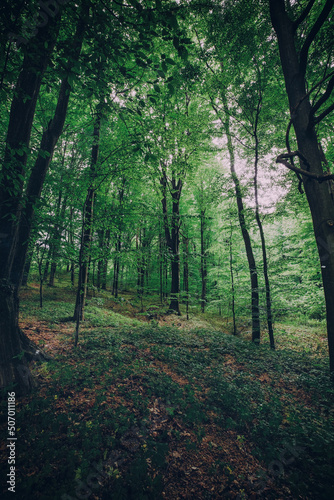 Deep mystical dark forest background with many trees 