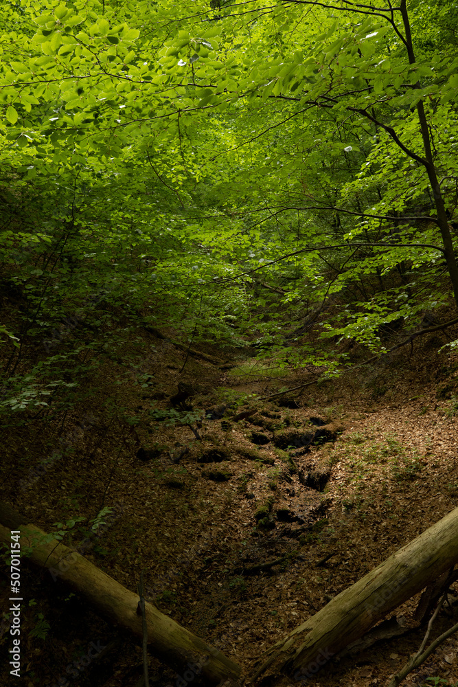 Obraz premium Deep mystical dark forest background with many trees 