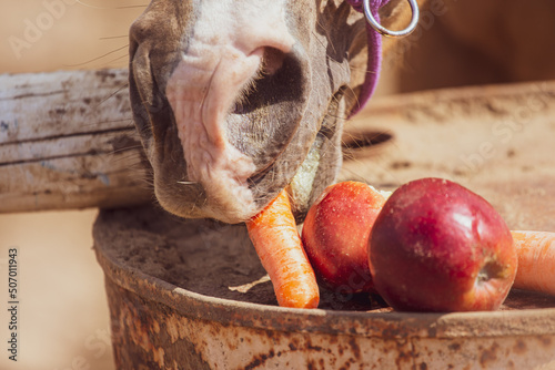 The horse eats apples and carrots. Horse detail on a sunny day. Horse nutrition.