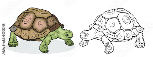 


In the animal world. Image of a turtle. Black-and-white and color drawing, coloring. Vector image.