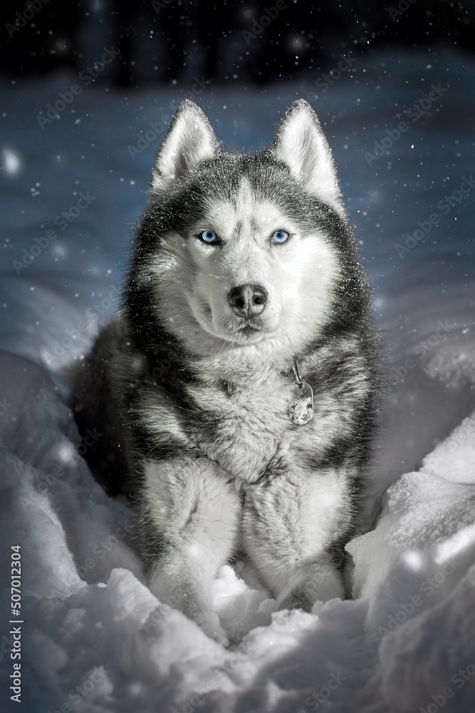 Night walk with siberian husky dog in winter forest. Light on the dog's head. Night walk with siberian husky dog in winter forest. Light on the dog's head.