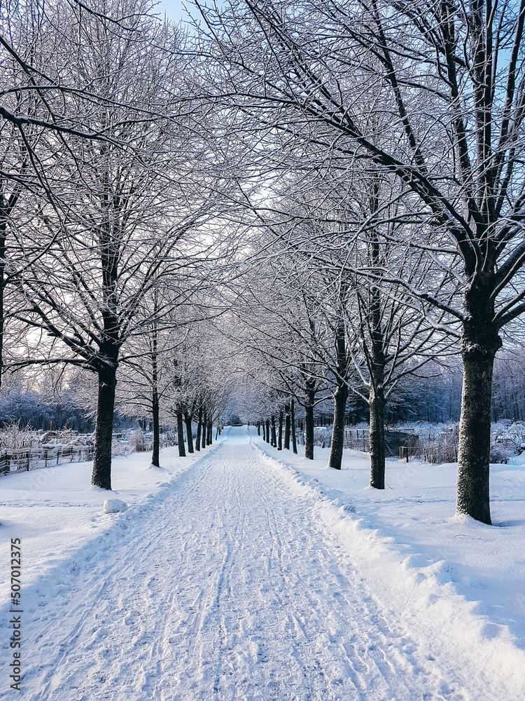 Fototapeta premium Snow-covered walkway in a park lined with trees.
