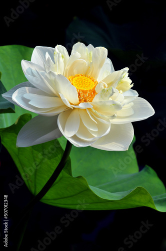 Blossoming lotus flower in sunlight