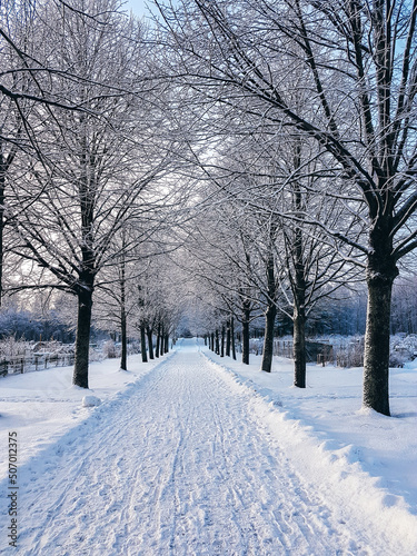 Snow-covered walkway in a park lined with trees.