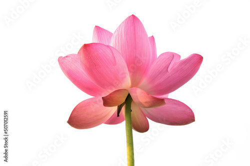 Blossoming lotus flower in sunlight