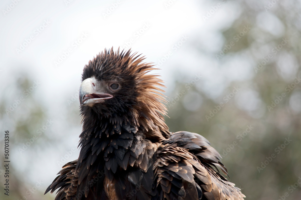 Fototapeta premium this is a close up of a wedge tail eagle. He has brown eyes and a white beak with a bit of grey at the end.