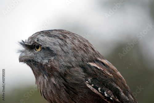 this is a close up of a tawny frogmouth