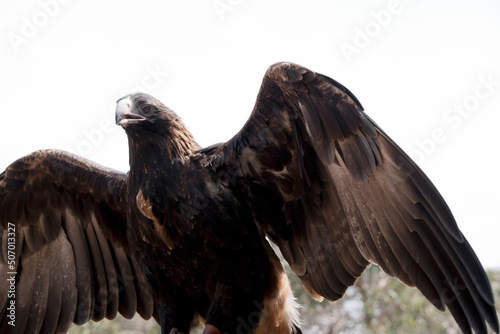 the wedge tail eagle is about to take off