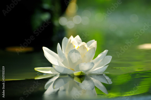 Blossoming waterlily in pond