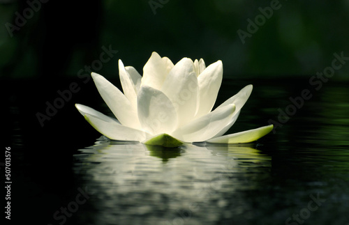 Fototapeta Naklejka Na Ścianę i Meble -  Blossoming waterlily in pond