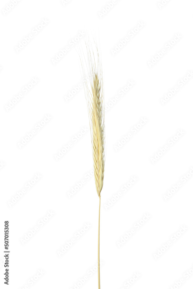 Concept of Hygge, spikelet isolated on white background Concept of Hygge, spikelet isolated on white background
