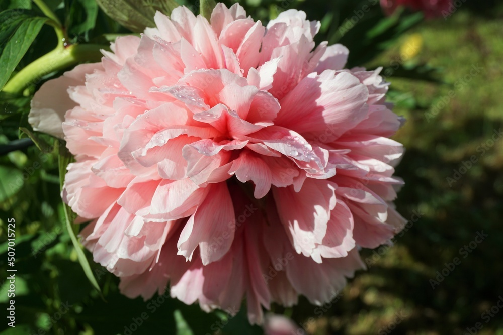 Pinke Pfingstrose vor grünen Blättern in Garten bei Sonne im Frühling Pinke Pfingstrose vor grünen Blättern in Garten bei Sonne im Frühling