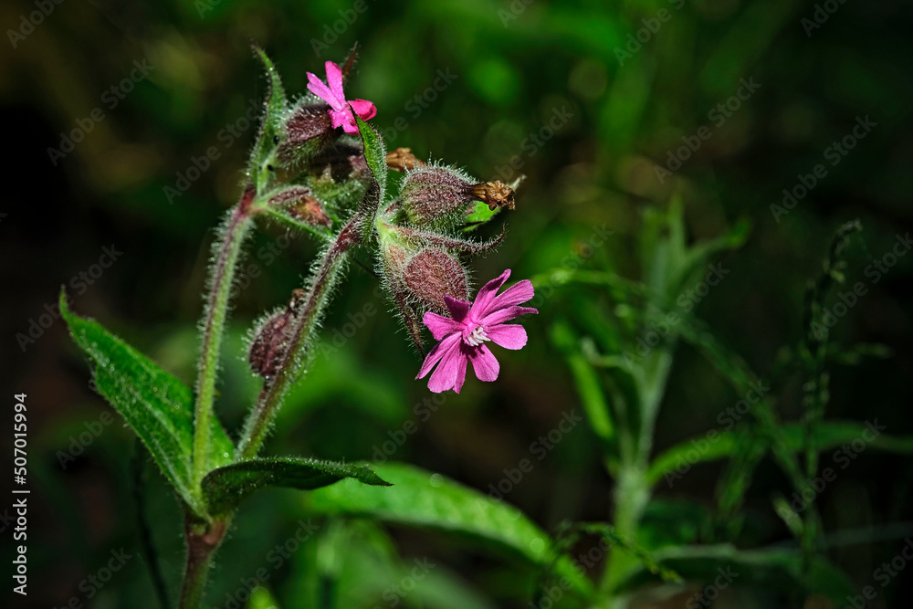 Rote Lichtnelke ( Silene dioica ). Rote Lichtnelke ( Silene dioica ).