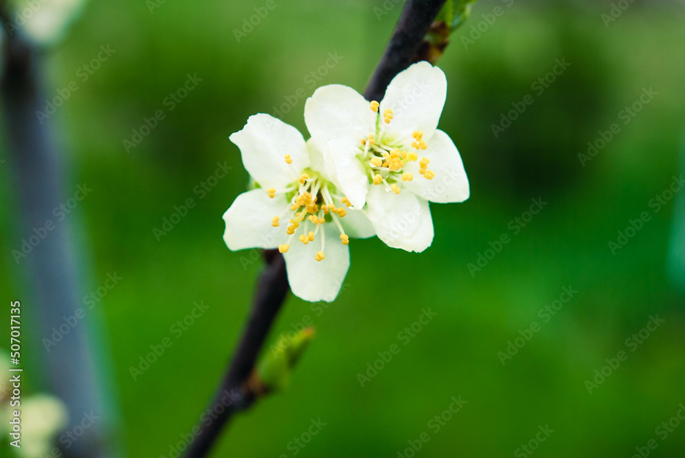 Obraz premium Cherry flowers, beautiful spring background.