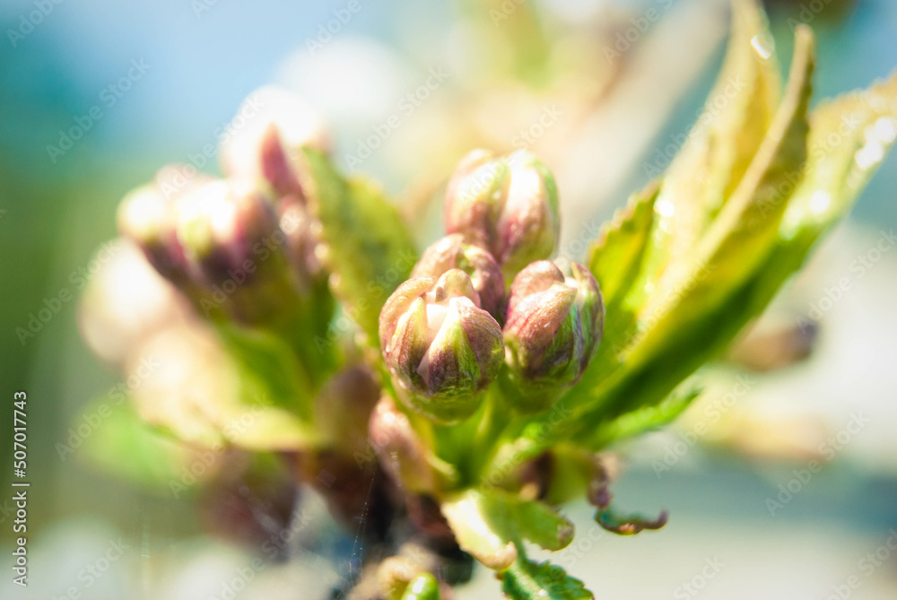 Pink apple flowers, beautiful spring background. Pink apple flowers, beautiful spring background.