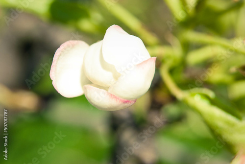Pink apple flowers, beautiful spring background.