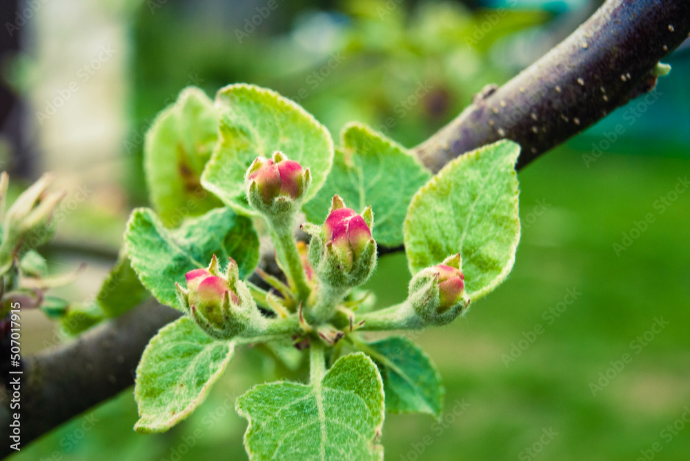 Pink apple flowers, beautiful spring background. Pink apple flowers, beautiful spring background.