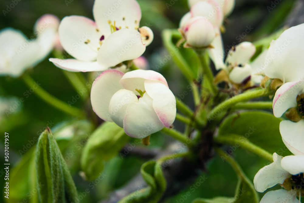Pink apple flowers, beautiful spring background. Pink apple flowers, beautiful spring background.