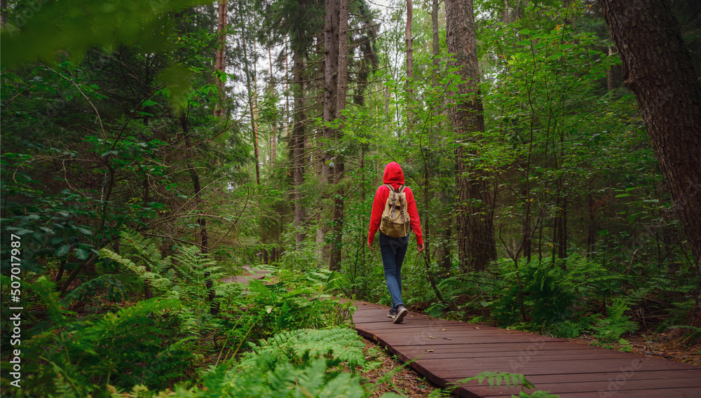 Fototapeta premium journey in summer Russia, Komarovo village, ecological trail Komarovsky coast. Woman from behind relaxing in park trail hike. Route walkways laid in the forest, in Kurortny District of St. Petersburg