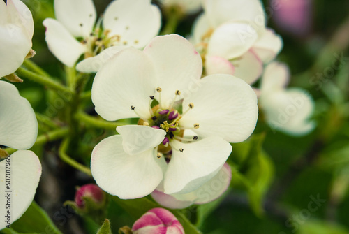 Pink apple flowers, beautiful spring background.