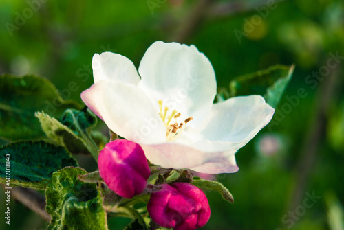 Pink apple flowers  beautiful spring background.