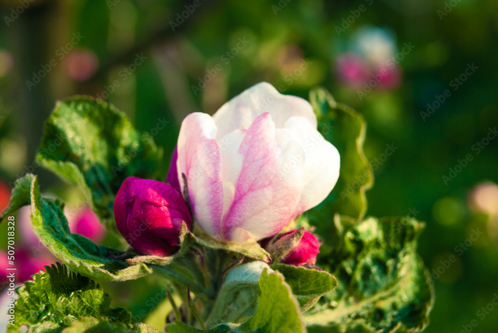 Beautiful pink apple flowers, spring background.