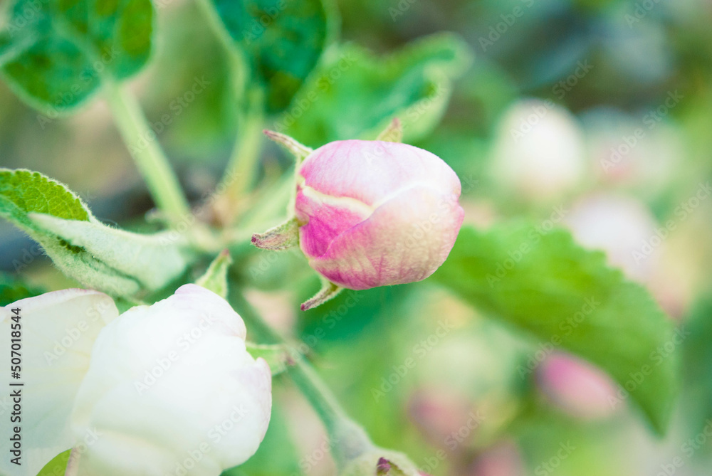 Beautiful pink apple flowers, spring background. Beautiful pink apple flowers, spring background.