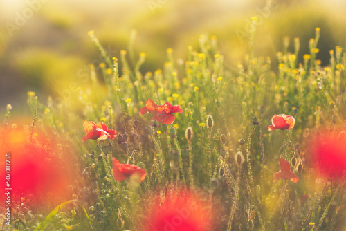 Beautiful sunlit meadow with red poppies and small yellow flowers, with golden sun, close up
