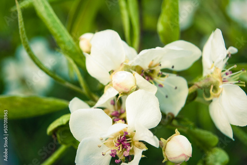 Fresh beautiful flowers of the apple tree.