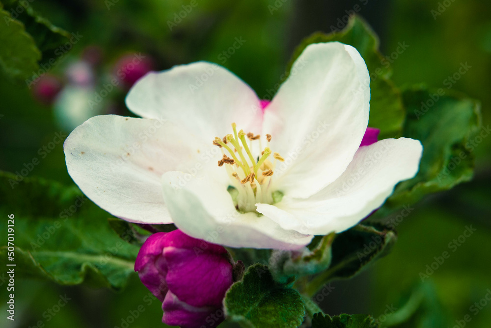 Fresh beautiful flowers of the apple tree. Fresh beautiful flowers of the apple tree.